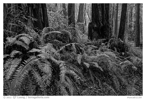 Ferns and redwood trees. Muir Woods National Monument, California, USA (black and white)