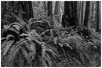 Ferns and redwood trees. Muir Woods National Monument, California, USA (black and white)