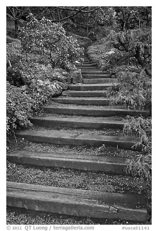 Uphill path, Hakone gardens. Saragota,  California, USA (black and white)
