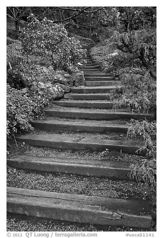 Uphill path, Hakone gardens. Saragota,  California, USA