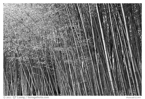 Bamboo forest. Saragota,  California, USA