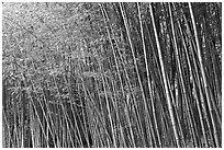 Bamboo forest. Saragota,  California, USA (black and white)