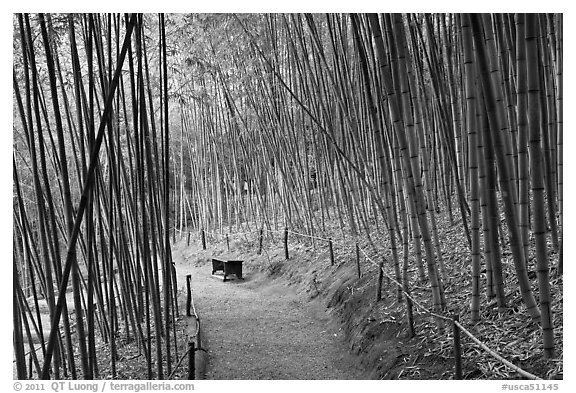 Path in bamboo forest. Saragota,  California, USA