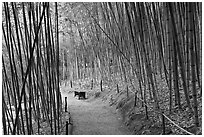 Path in bamboo forest. Saragota,  California, USA (black and white)