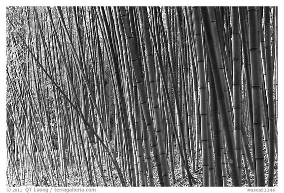 Bamboo grove. Saragota,  California, USA (black and white)