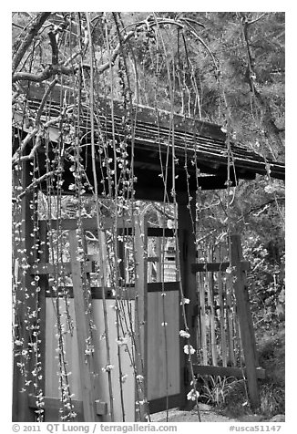 Gate and blossoms. Saragota,  California, USA (black and white)