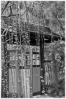 Gate and blossoms. Saragota,  California, USA (black and white)