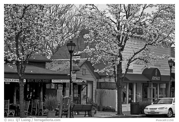 Main street in spring. Saragota,  California, USA