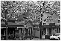 Main street in spring. Saragota,  California, USA (black and white)