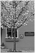 Tree in bloom and art gallery. Saragota,  California, USA (black and white)