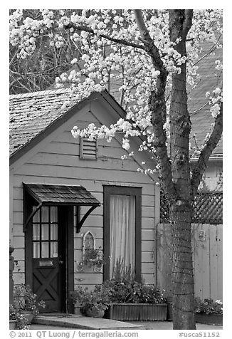 Tree in bloom and house. Saragota,  California, USA