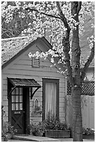 Tree in bloom and house. Saragota,  California, USA (black and white)