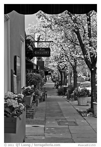 Sidewalk framed by blooming trees. Saragota,  California, USA