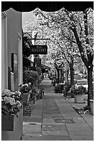 Sidewalk framed by blooming trees. Saragota,  California, USA (black and white)