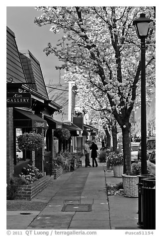 Sidewalk with blossoms. Saragota,  California, USA (black and white)