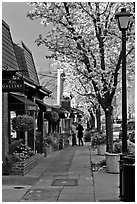 Sidewalk with blossoms. Saragota,  California, USA (black and white)