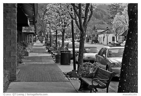 Street with blossoming trees. Saragota,  California, USA (black and white)