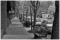 Street with blossoming trees. Saragota,  California, USA (black and white)