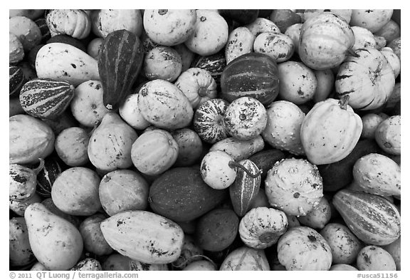 Gourds and pumpkins. Half Moon Bay, California, USA (black and white)