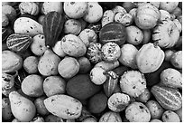 Gourds and pumpkins. Half Moon Bay, California, USA ( black and white)