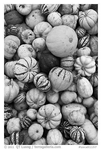 Squash, pumpkins, and gourds. Half Moon Bay, California, USA (black and white)