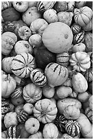 Squash, pumpkins, and gourds. Half Moon Bay, California, USA (black and white)