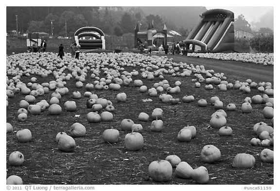 Pumpkin patch and slides. Half Moon Bay, California, USA