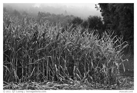 Corn crops. Half Moon Bay, California, USA (black and white)