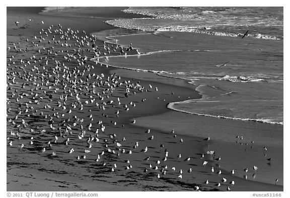 Seabirds, Waddell Beach. California, USA (black and white)
