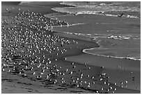 Seabirds, Waddell Beach. California, USA (black and white)