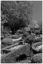 Hedges and flowers, walled garden, Filoli estate. Woodside,  California, USA ( black and white)