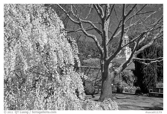Tree blossoms in Filoli garden. Woodside,  California, USA