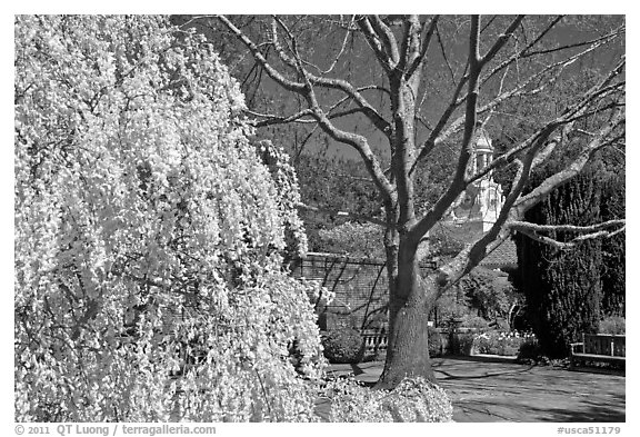 Tree blossoms in Filoli garden. Woodside,  California, USA