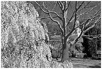 Tree blossoms in Filoli garden. Woodside,  California, USA (black and white)