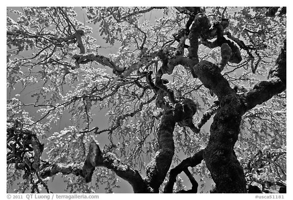 Oak trees with new leaves, Filoli estate. Woodside,  California, USA (black and white)
