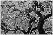 Oak trees with new leaves, Filoli estate. Woodside,  California, USA (black and white)