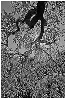 Newly leafed branches, Filoli estate. Woodside,  California, USA (black and white)