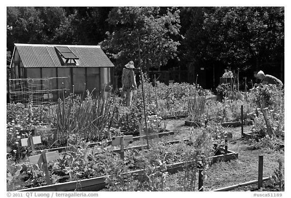 Vegetable Garden, Rancho San Antonio Open Space, Los Altos. California, USA