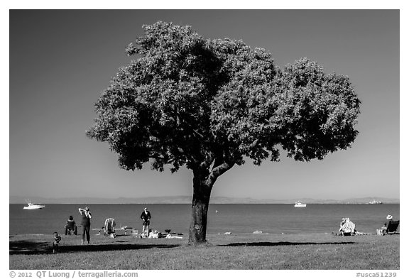 Tree and grassy shoreline, McNears Beach County Park. San Pablo Bay, California, USA (black and white)