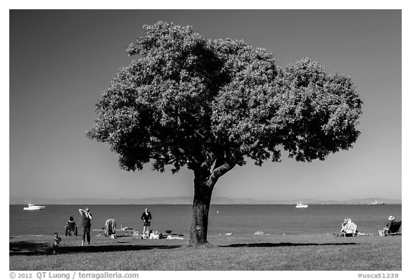 Tree and grassy shoreline, McNears Beach County Park. San Pablo Bay, California, USA