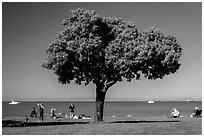 Tree and grassy shoreline, McNears Beach County Park. San Pablo Bay, California, USA (black and white)