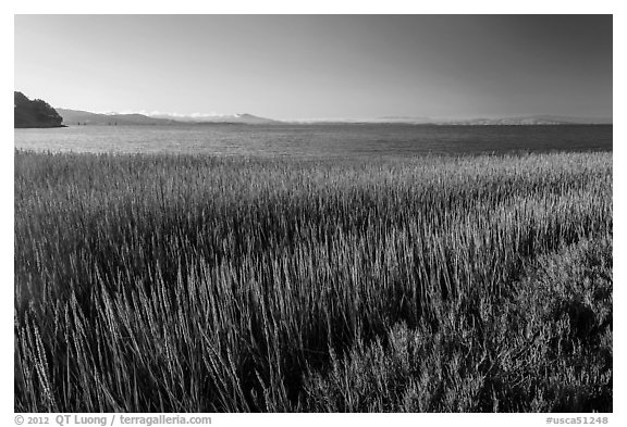 Grasses by San Pablo Bay, China Camp State Park. San Pablo Bay, California, USA (black and white)