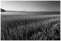 Grasses by San Pablo Bay, China Camp State Park. San Pablo Bay, California, USA (black and white)