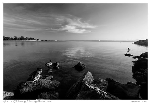 Ducks and Bay, Robert W Crown Memorial State Beach. Alameda, California, USA (black and white)