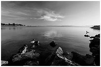 Ducks and Bay, Robert W Crown Memorial State Beach. Alameda, California, USA ( black and white)