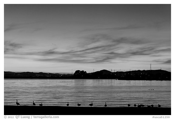 Ducks at sunset, Robert W Crown Memorial State Beach. Alameda, California, USA (black and white)