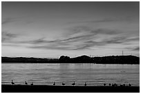 Ducks at sunset, Robert W Crown Memorial State Beach. Alameda, California, USA (black and white)