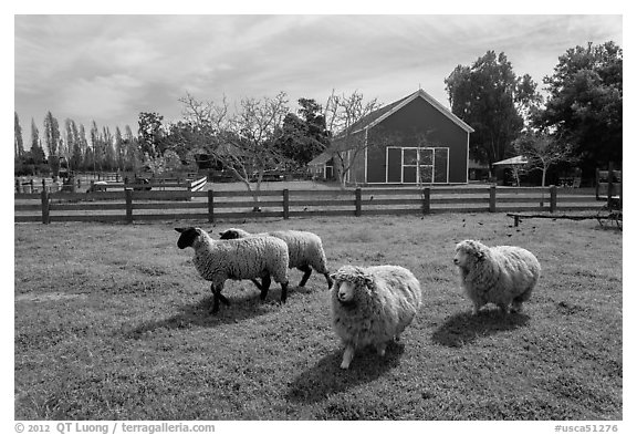 Sheep, Ardenwood historic farm regional preserve, Fremont. California, USA (black and white)