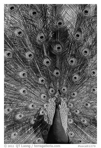 Peafowl fanning its tail, Ardenwood farm, Fremont. California, USA