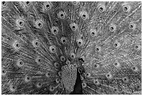 Peacock with tail fanned, Ardenwood farm, Fremont. California, USA ( black and white)